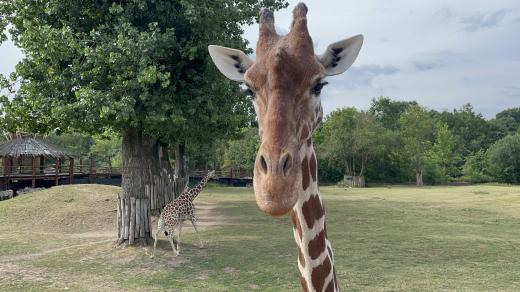 Safari park Dvůr Králové