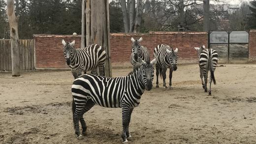Zebry bezhřívé v liberecké zoo