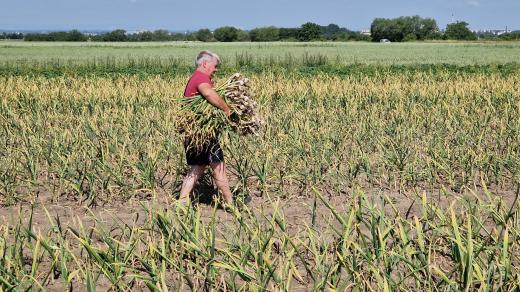 Samosběr česneku, Martinice na Kroměřížsku