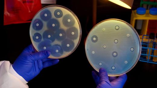 Srovnání rezistence na antibiotika. Vlevo antibiotika na bakterie působí, napravo jsou bakterie na antibiotika rezistentní