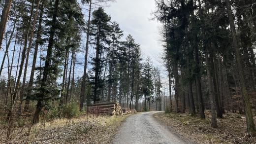 Les v okolí Klepačova