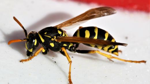 Vosí bodnutí může způsobit silnou alergickou reakci