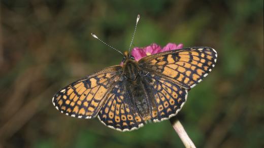 Hnědásek kostkovaný (Melitaea cinxia)