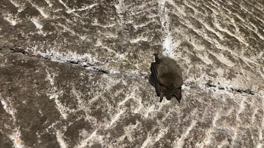 Ochranáři sčítali netopýry ve sklepeních a v bývalém pivovaru hradu Kost v Českém ráji