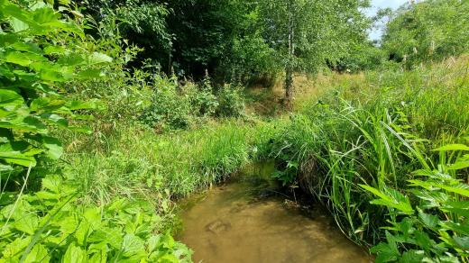 Zichův rybník v Novém Městě na Moravě je jedním z nejzamořenějších míst na Vysočině