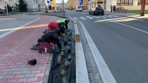 Sázení sazenic v Přerově
