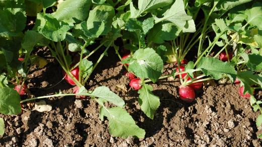 V truhlíku sejeme ředkvičky asi 2 cm od sebe. 2 řádky do truhlíku 10 cm, 3 do 15 cm širokého