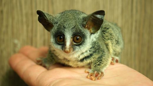 Komba jižní (Galago moholi)