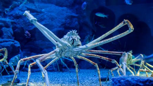 Velekrab japonský není žádný drobeček