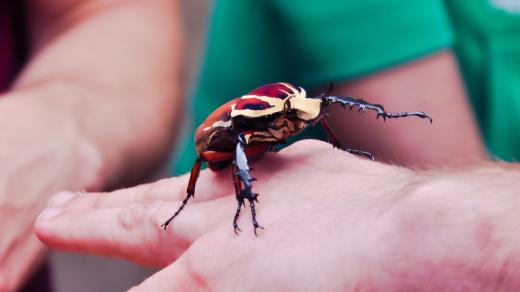 Brouk goliáš může měřit až 12 centimetrů!