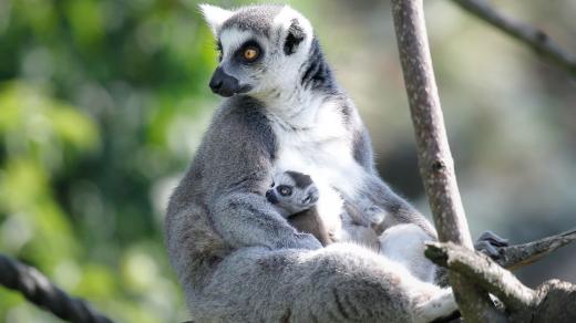 Mládě lemurů