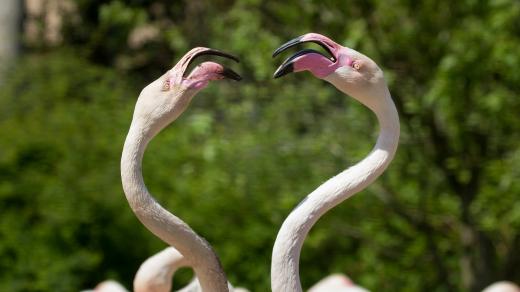 Plameňáci v Safari Parku Dvůr Králové