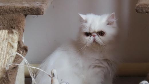 Perské kočky, Velké Meziříčí