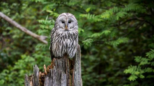 Puštík bělavý (Strix uralensis), sova, příroda, les