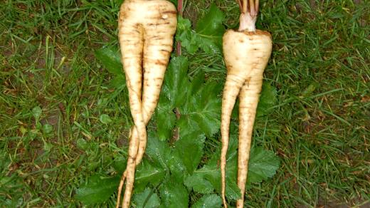 Cudný a veselý pastinák