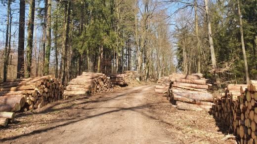 lesní cesta, dřevo, kůrovec