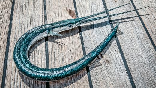 Jehlice mají štíhlá dlouhá těla