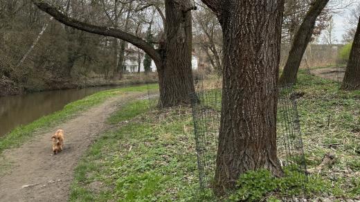 Některé kmeny chrání u řeky Svitavy zhruba metr vysoké pletivo