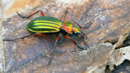 Střevlík zlatolesklý (Carabus auronitens)