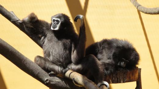 Giboni Max a Sissi na exotickém ranči v Bítovanech