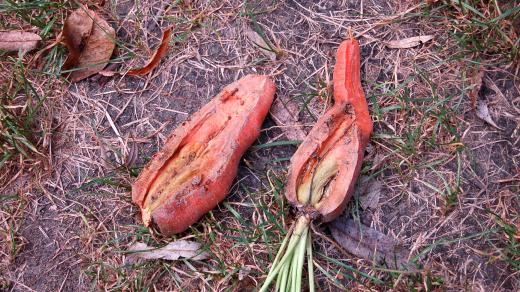 V létě prasklá mrkev