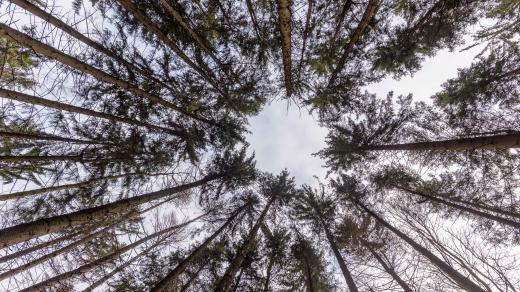 Smrková monokultura není přirozená. V přírodě tak špatně odolává nepříznivým vlivům, jako jsou škůdci nebo klimatické změn