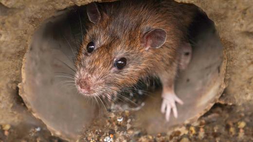 Škůdce, nebo mazlíček?