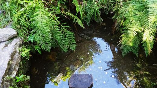 Nejdelší česká řeka pramení v šumavských lesích