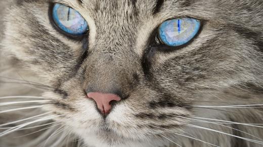 Kočka ví, že je člověk přítel