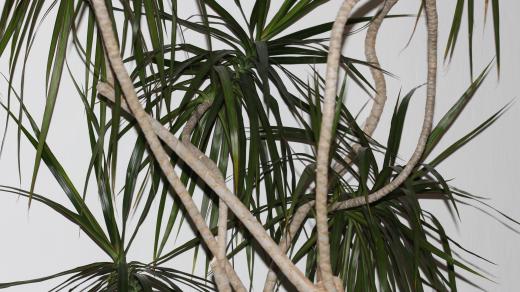 Dracena