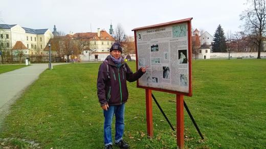 Některé druhy sov žijí ve městech proto, že tady využívají hnízda jiných ptáků