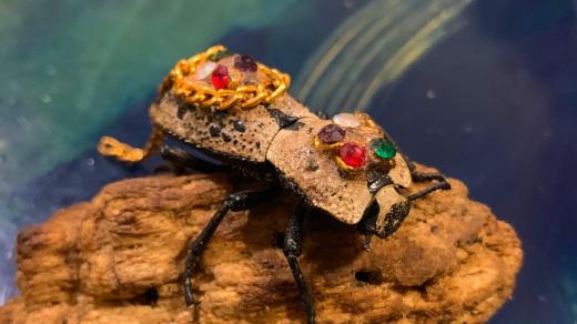 Maquech je v Mexiku označení pro živé brouky zdobené jako šperky