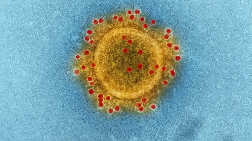 Koronavirus