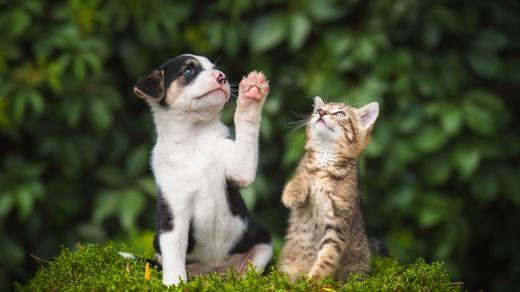 Jsou mezi zvířaty praváci a leváci,