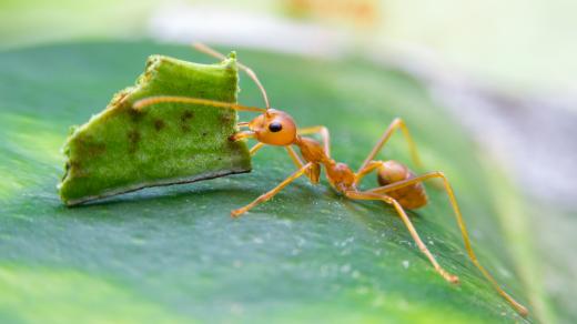 Mravenec rodu Acromyrmex