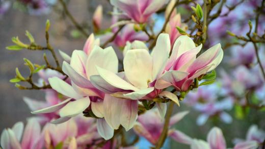 Magnolie