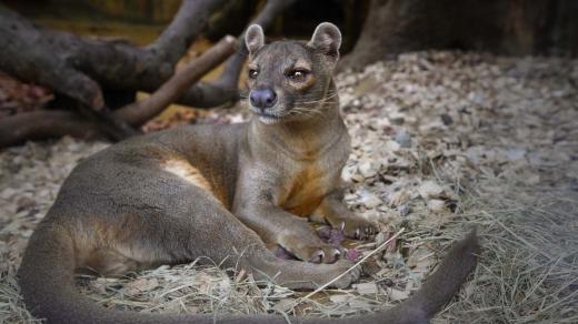 Fosa madagaskarská