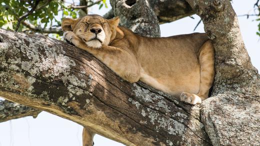 Kočkovité šelmy, například lvi, spánek milují