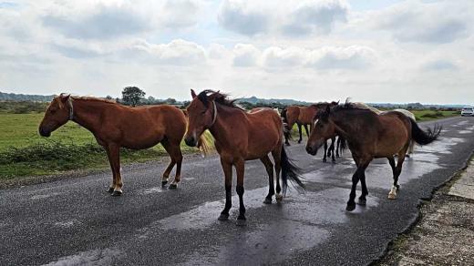 Poníci v New Forest