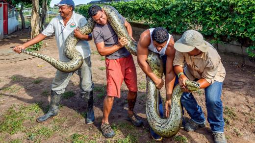 Šestimetrová krajta z Venezuely