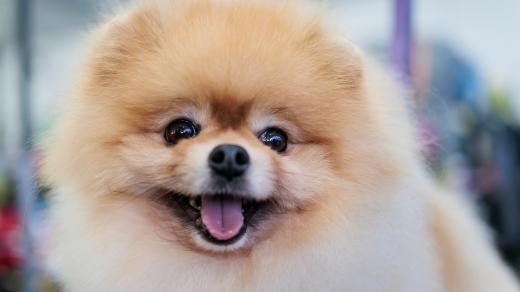 Pes trpasličího plemene pomeranian
