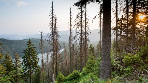 Šumava, Černé jezero, výhled, les, východ slunce, příroda. Ilustrační foto