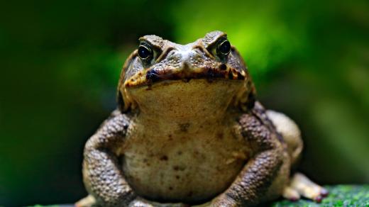Ropucha obrovská, Rhinella marina
