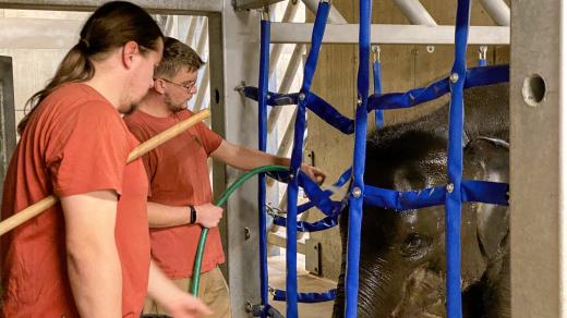 Pravidelný trénink má velký význam pro veterinární prohlídky