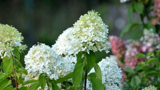Hortenzie latnatá (Hydrangea paniculata)