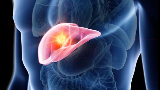 Játra (ilustrační foto)