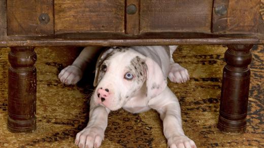 Ukrytý pes (ilustrační foto)