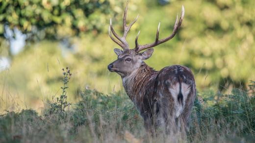 Jelen sika (Cervus nippon)