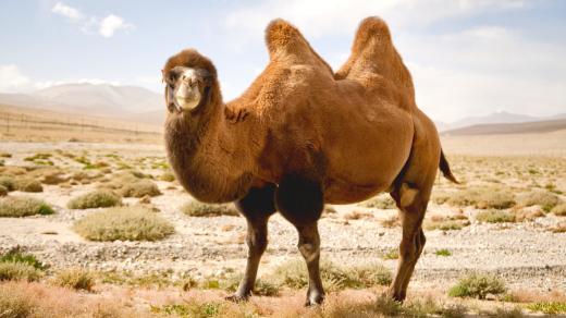 Velbloud dvouhrbý neboli drabař