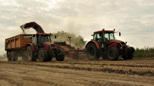 Sběr vyorané cibule na poli U orla